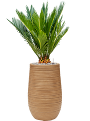 Cycas revoluta in Baq Dune Office Plant With Pot 83cm Height 18cm Dia