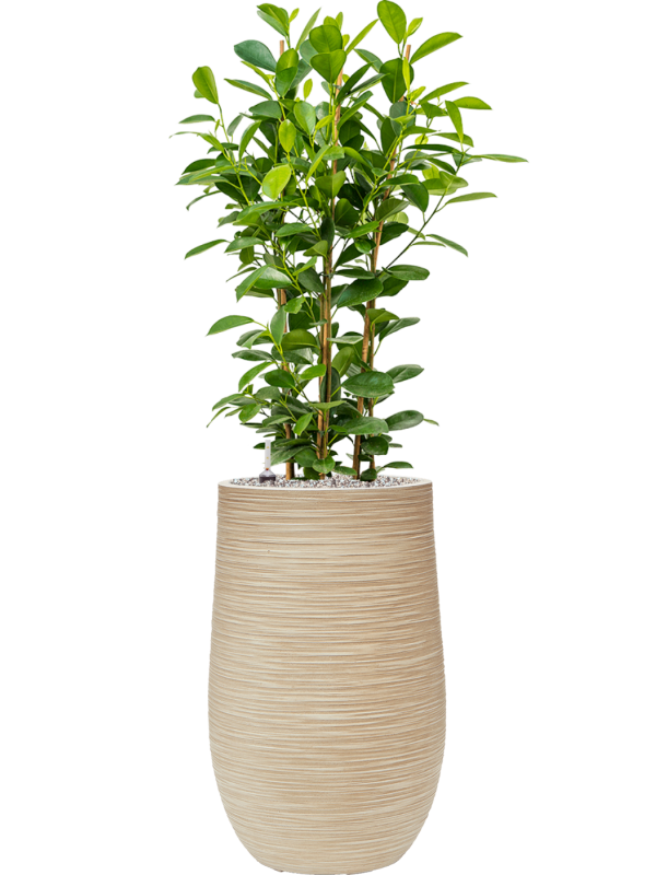 Ficus microcarpa 'Moclame' in Baq Dune Office Plant With Pot 120cm Height 27cm Dia