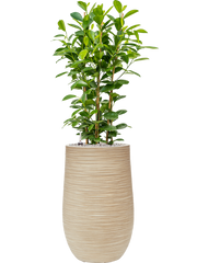 Ficus microcarpa 'Moclame' in Baq Dune Office Plant With Pot 120cm Height 27cm Dia