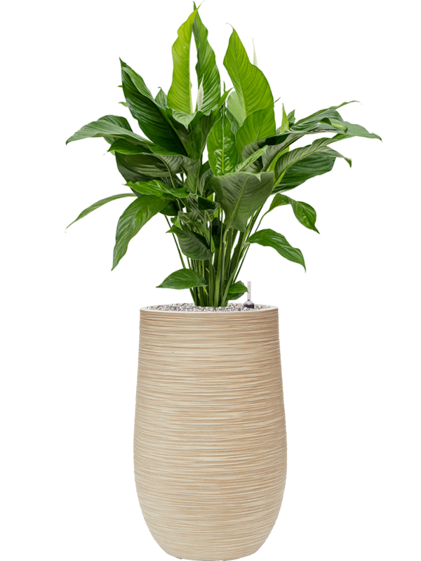 Spathiphyllum 'Sweet Lauretta' in Baq Dune Office Plant With Pot 119cm Height 27cm Dia