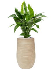 Spathiphyllum 'Sweet Lauretta' in Baq Dune Office Plant With Pot 119cm Height 27cm Dia