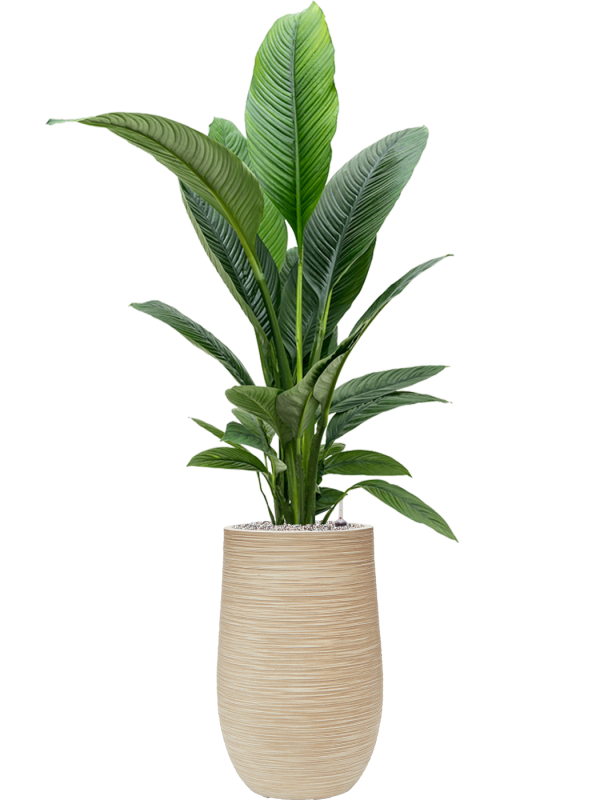 Spathiphyllum 'Sensation' in Baq Dune Office Plant With Pot 158cm Height 27cm Dia