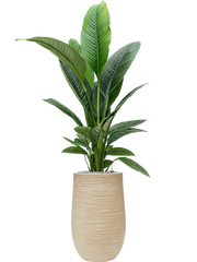 Spathiphyllum 'Sensation' in Baq Dune Office Plant With Pot 158cm Height 27cm Dia