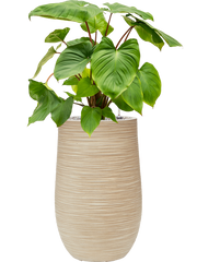 Homalomena rubescens 'Maggy' in Baq Dune Office Plant With Pot 98cm Height 27cm Dia