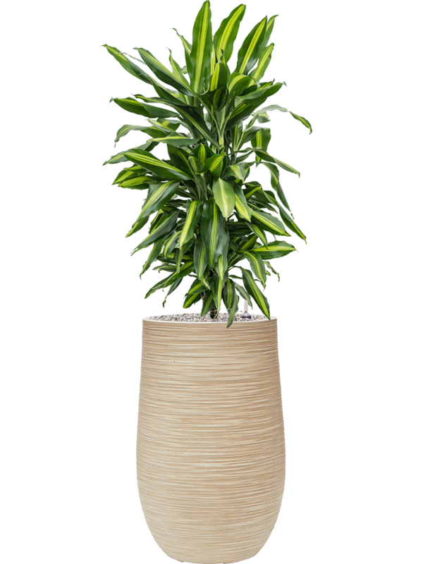 Dracaena fragrans 'Cintho' in Baq Dune Office Plant With Pot 123cm Height 27cm Dia