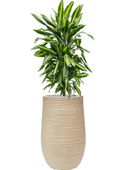 Dracaena fragrans 'Cintho' in Baq Dune Office Plant With Pot 123cm Height 27cm Dia
