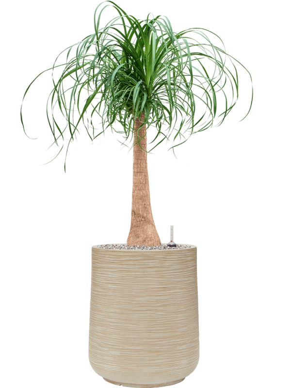 Beaucarnea recurvata in Baq Dune Office Plant With Pot 114cm Height 30cm Dia