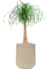 Beaucarnea recurvata in Baq Dune Office Plant With Pot 114cm Height 30cm Dia