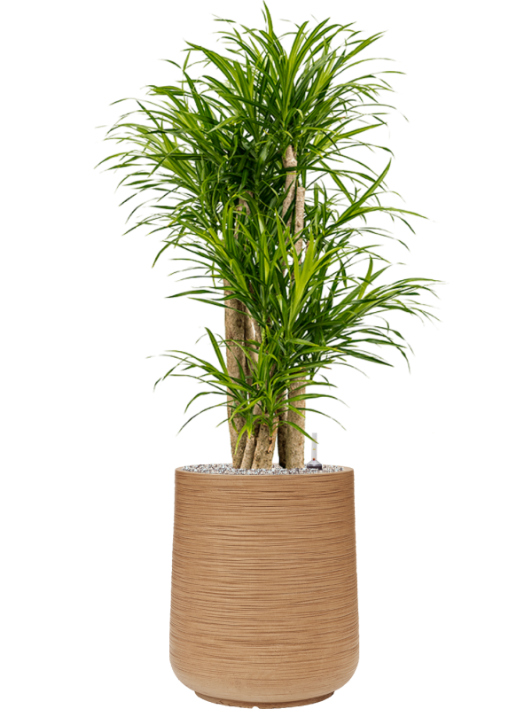 Pleomele (Dracaena) 'Anita Variegata' in Baq Dune Office Plant With Pot 122cm Height 30cm Dia