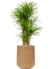 Pleomele (Dracaena) 'Anita Variegata' in Baq Dune Office Plant With Pot 122cm Height 30cm Dia