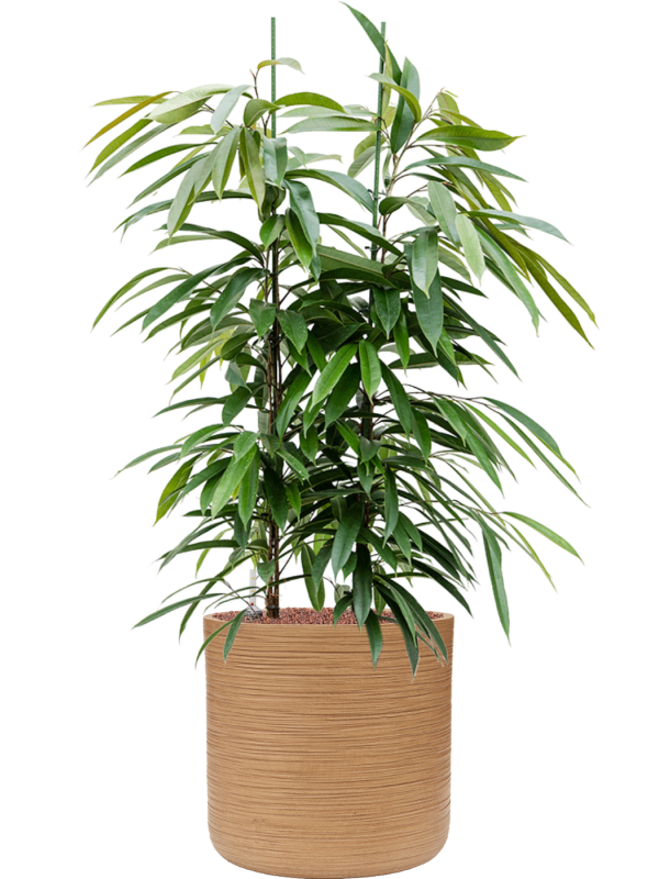 Ficus binnendijkii 'Amstel King' in Baq Dune Office Plant With Pot 120cm Height 32cm Dia