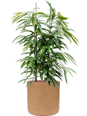 Ficus binnendijkii 'Amstel King' in Baq Dune Office Plant With Pot 120cm Height 32cm Dia