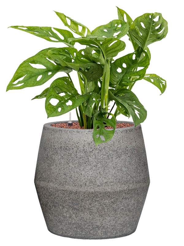 Monstera obliqua in Cement & Stone Office Plant With Pot 67cm Height 25cm Dia