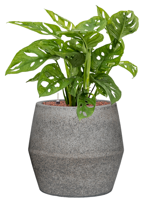 Monstera obliqua in Cement & Stone Office Plant With Pot 67cm Height 25cm Dia