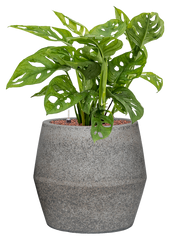 Monstera obliqua in Cement & Stone Office Plant With Pot 67cm Height 25cm Dia
