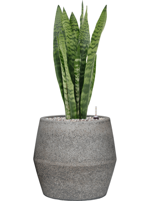 Sansevieria zeylanica in Cement & Stone Office Plant With Pot 82cm Height 25cm Dia