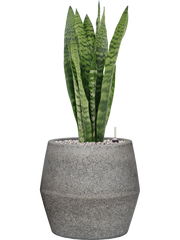 Sansevieria zeylanica in Cement & Stone Office Plant With Pot 82cm Height 25cm Dia