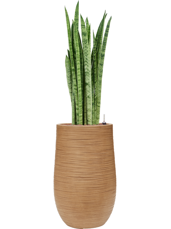 Sansevieria zeylanica 'Narrow' in Baq Dune Office Plant With Pot 123cm Height 27cm Dia
