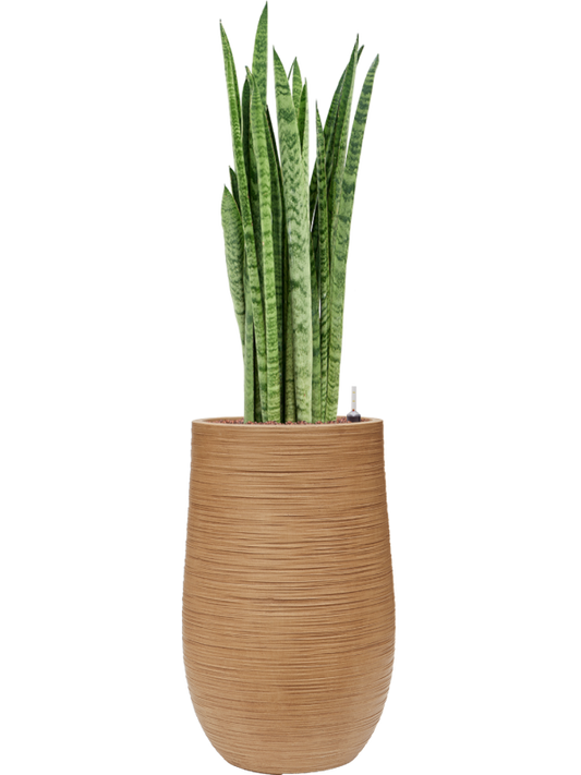 Sansevieria zeylanica 'Narrow' in Baq Dune Office Plant With Pot 123cm Height 27cm Dia