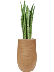 Sansevieria zeylanica 'Narrow' in Baq Dune Office Plant With Pot 123cm Height 27cm Dia