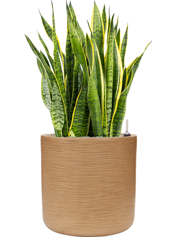 Sansevieria trifasciata 'Laurentii' in Baq Dune Office Plant With Pot 103cm Height 40cm Dia