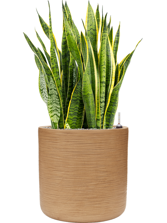 Sansevieria trifasciata 'Laurentii' in Baq Dune Office Plant With Pot 103cm Height 40cm Dia