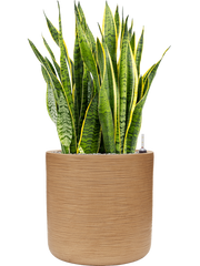 Sansevieria trifasciata 'Laurentii' in Baq Dune Office Plant With Pot 103cm Height 40cm Dia