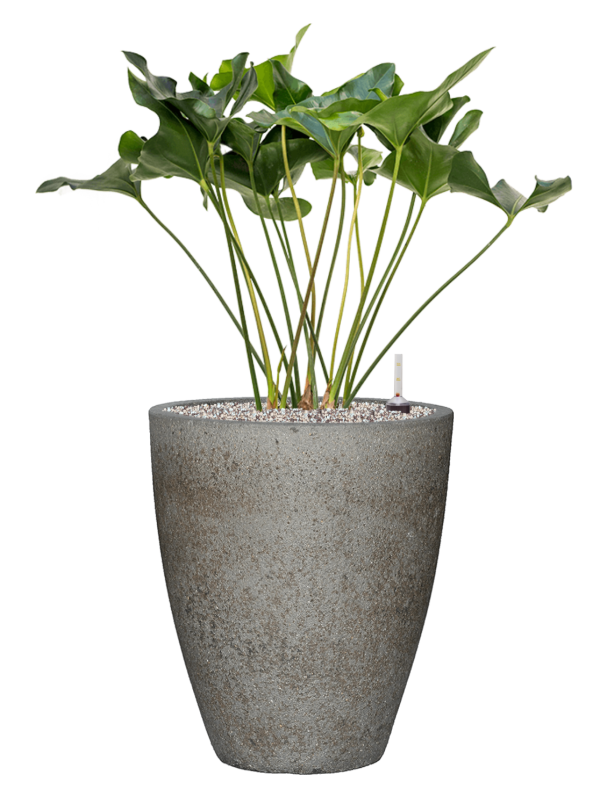 Anthurium 'Arrow' in Cement & Stone Office Plant With Pot 101cm Height 32cm Dia