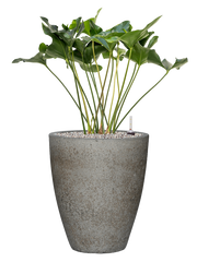Anthurium 'Arrow' in Cement & Stone Office Plant With Pot 101cm Height 32cm Dia