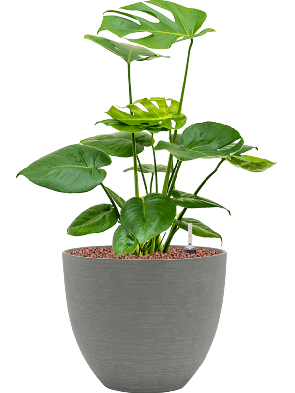 Monstera deliciosa in Refined Office Plant With Pot 56cm Height 24cm Dia