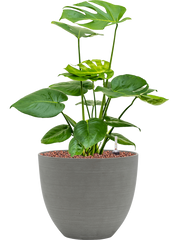 Monstera deliciosa in Refined Office Plant With Pot 56cm Height 24cm Dia