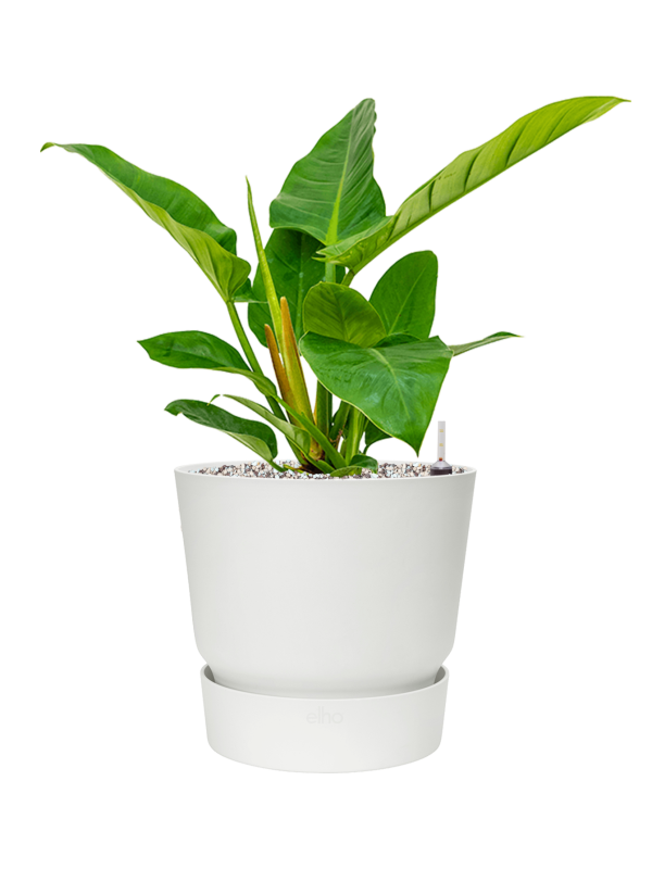 Philodendron `Imperial Green' in Greenville Office Plant With Pot 51cm Height 23.5cm Dia