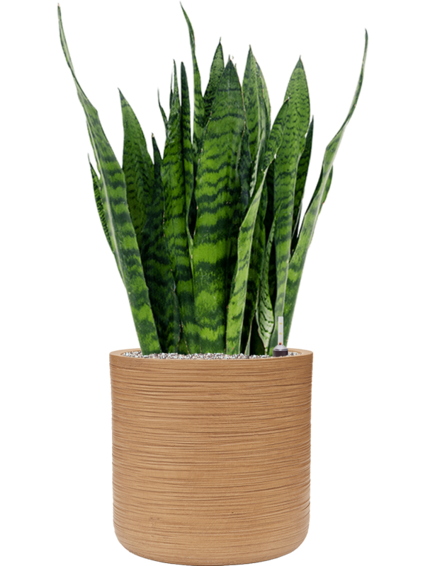 Sansevieria zeylanica in Baq Dune Office Plant With Pot 98cm Height 32cm Dia