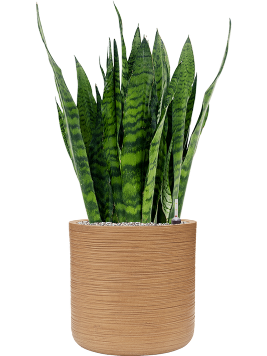 Sansevieria zeylanica in Baq Dune Office Plant With Pot 98cm Height 32cm Dia