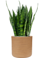 Sansevieria zeylanica in Baq Dune Office Plant With Pot 98cm Height 32cm Dia