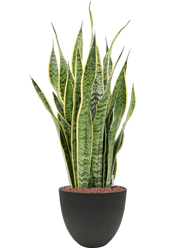 Sansevieria trifasciata 'Laurentii' in Rough Office Plant With Pot 82cm Height 24cm Dia
