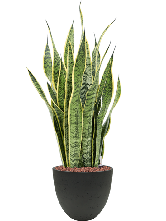 Sansevieria trifasciata 'Laurentii' in Rough Office Plant With Pot 82cm Height 24cm Dia