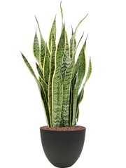 Sansevieria trifasciata 'Laurentii' in Rough Office Plant With Pot 82cm Height 24cm Dia