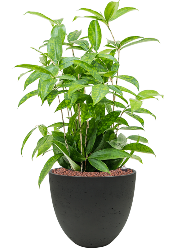 Dracaena surculosa in Rough Office Plant With Pot 63cm Height 24cm Dia
