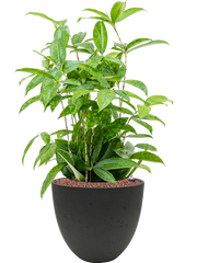 Dracaena surculosa in Rough Office Plant With Pot 63cm Height 24cm Dia