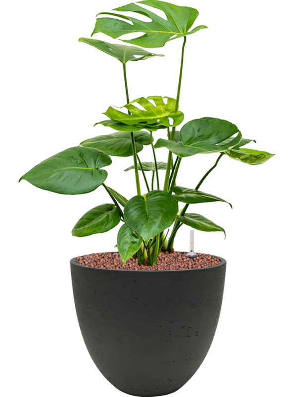 Monstera deliciosa in Rough Office Plant With Pot 57cm Height 24cm Dia