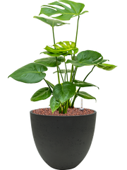 Monstera deliciosa in Rough Office Plant With Pot 57cm Height 24cm Dia