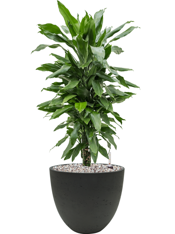 Dracaena fragrans 'Janet Lind' in Rough Office Plant With Pot 69cm Height 24cm Dia