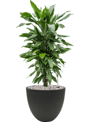 Dracaena fragrans 'Janet Lind' in Rough Office Plant With Pot 69cm Height 24cm Dia