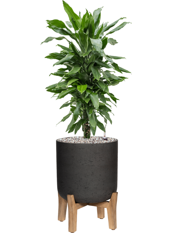 Dracaena fragrans 'Janet Lind' in Rough With Feet Low Office Plant With Pot 83cm Height 23cm Dia