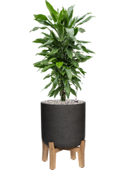 Dracaena fragrans 'Janet Lind' in Rough With Feet Low Office Plant With Pot 83cm Height 23cm Dia