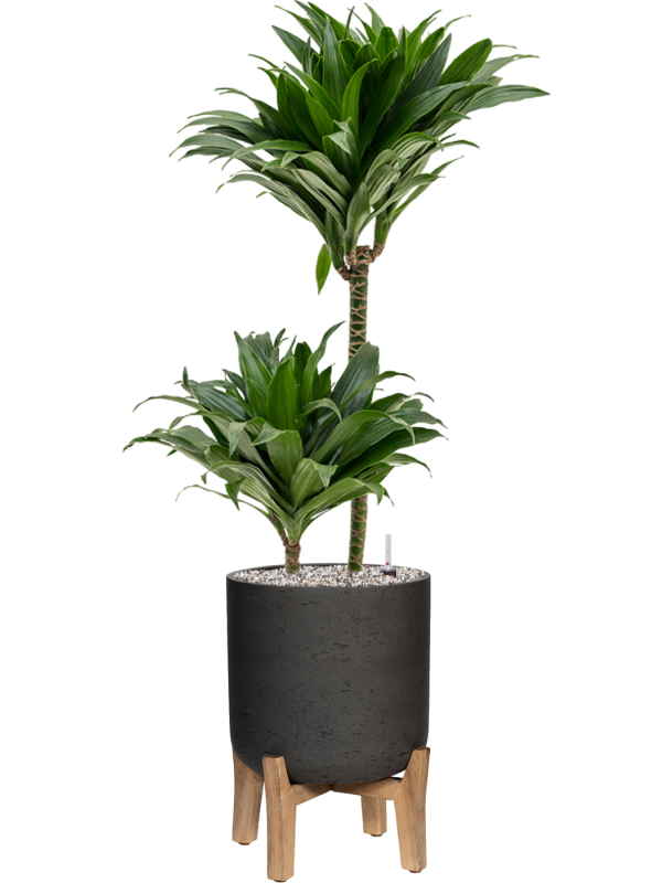 Dracaena fragrans 'Compacta' in Rough With Feet Low Office Plant With Pot 95cm Height 23cm Dia