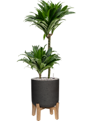 Dracaena fragrans 'Compacta' in Rough With Feet Low Office Plant With Pot 95cm Height 23cm Dia
