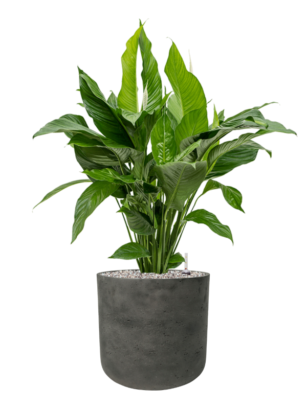 Spathiphyllum 'Sweet Lauretta' in Rough Office Plant With Pot 95cm Height 29.5cm Dia