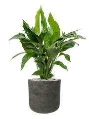 Spathiphyllum 'Sweet Lauretta' in Rough Office Plant With Pot 95cm Height 29.5cm Dia